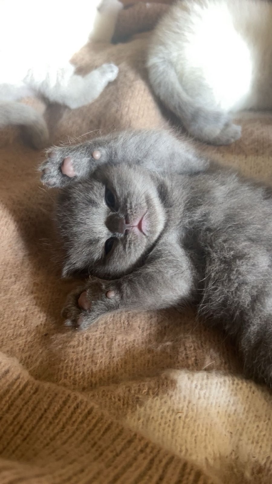 Britse korthaar kittens, Meerdere dieren