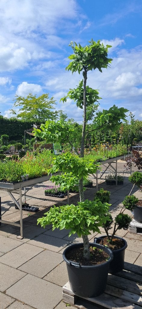 carpinus betulus bonsaivormsnoei 200 cm hoog, Tuin en Terras, Bloeit niet, Overige soorten, 100 tot 250 cm, Ophalen