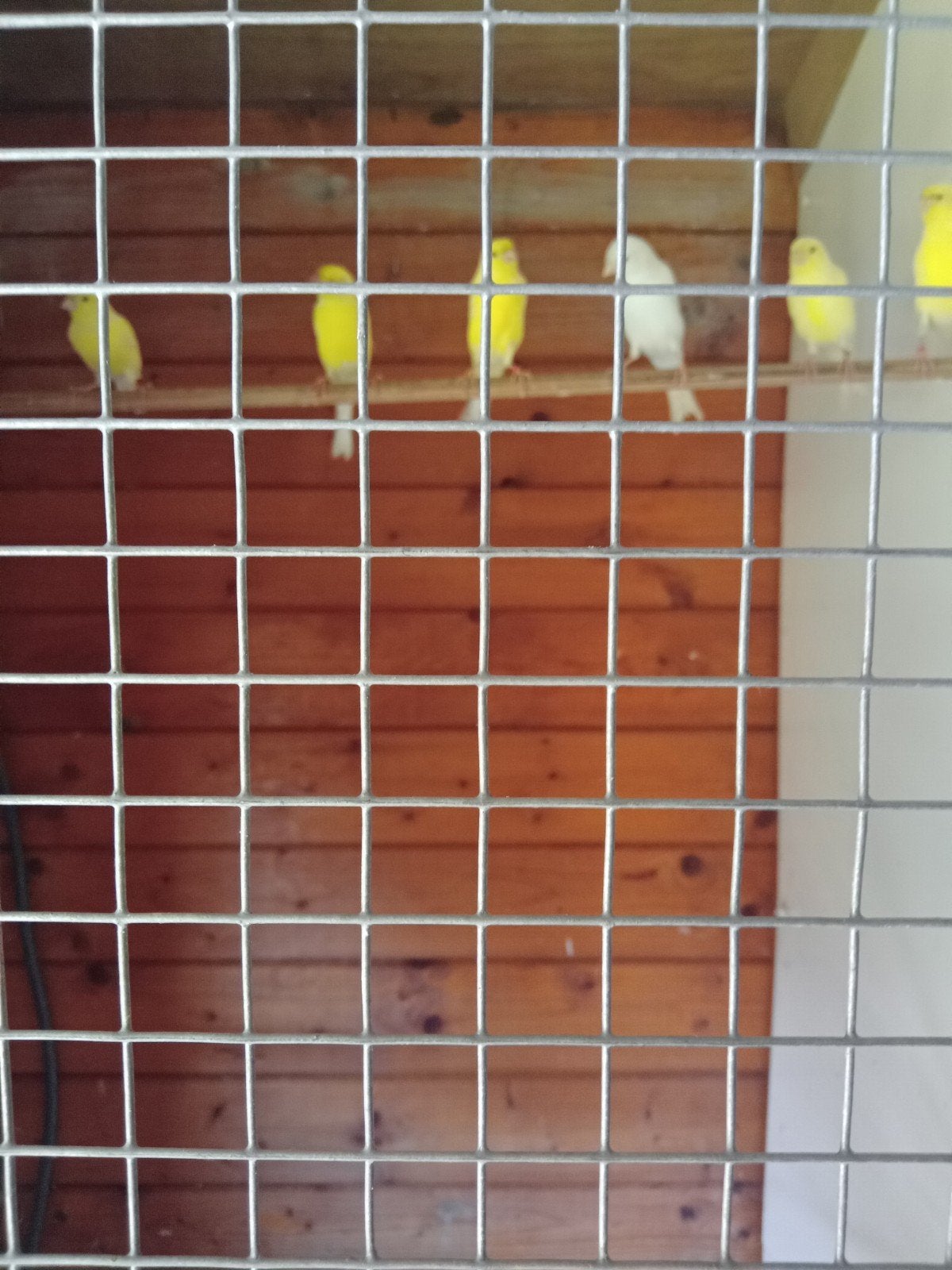 te koop, Dieren en Toebehoren, Vogels | Kanaries, Meerdere dieren, Kleurkanarie