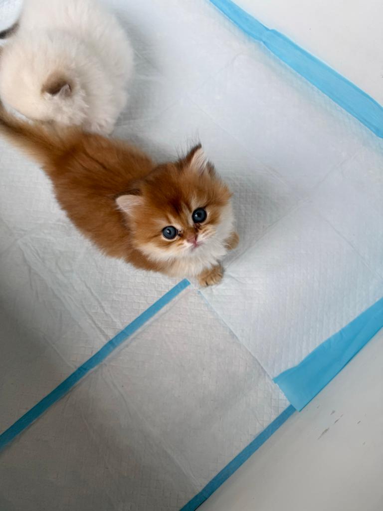 Britse langhaar kittens, Dieren en Toebehoren, Katten en Kittens | Overige Katten, Poes