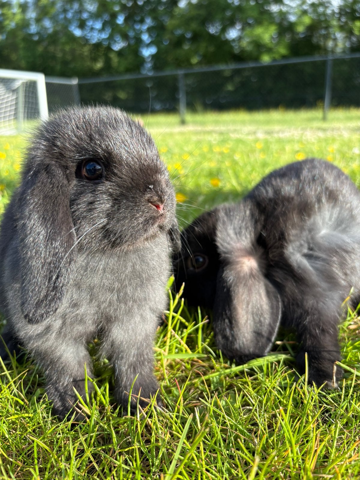 Koppeltje NHD  dwergkonijntjes, Dieren en Toebehoren, Konijnen, Dwerg, Meerdere dieren, Hangoor
