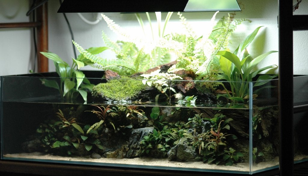UNS Aquarium 60S (60x36x18cm), Ophalen, Gebruikt, Leeg aquarium