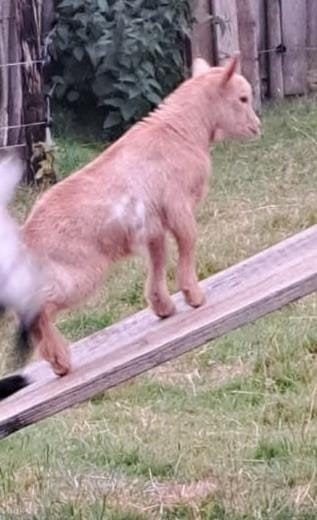3 supermooie en leuk bokjes., Mannelijk, Geit, 0 tot 2 jaar