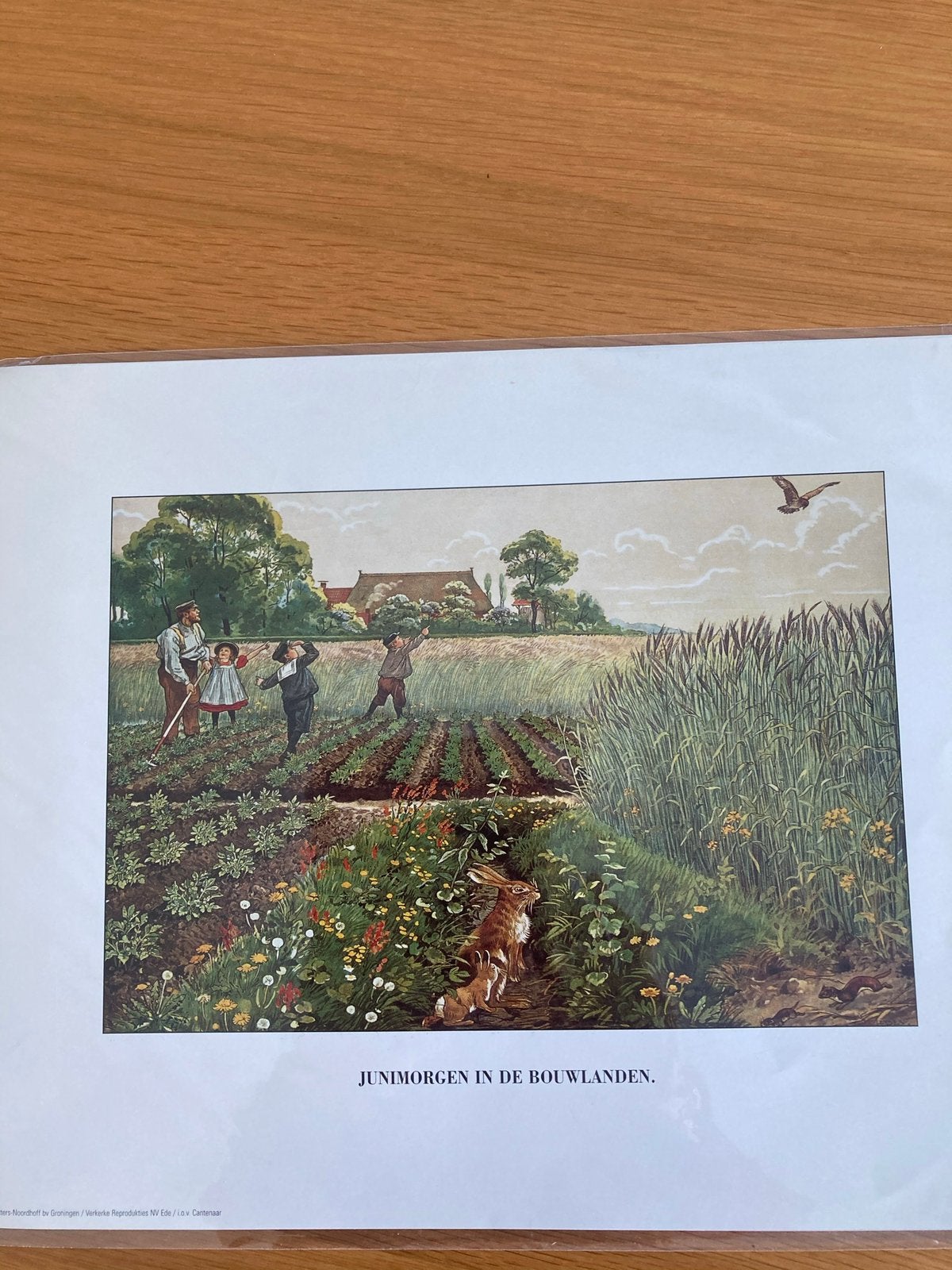 Prent Junimorgen in de Bouwlanden ( Jetses), Natuur, Nieuw, Ophalen of Verzenden, Voor 1940