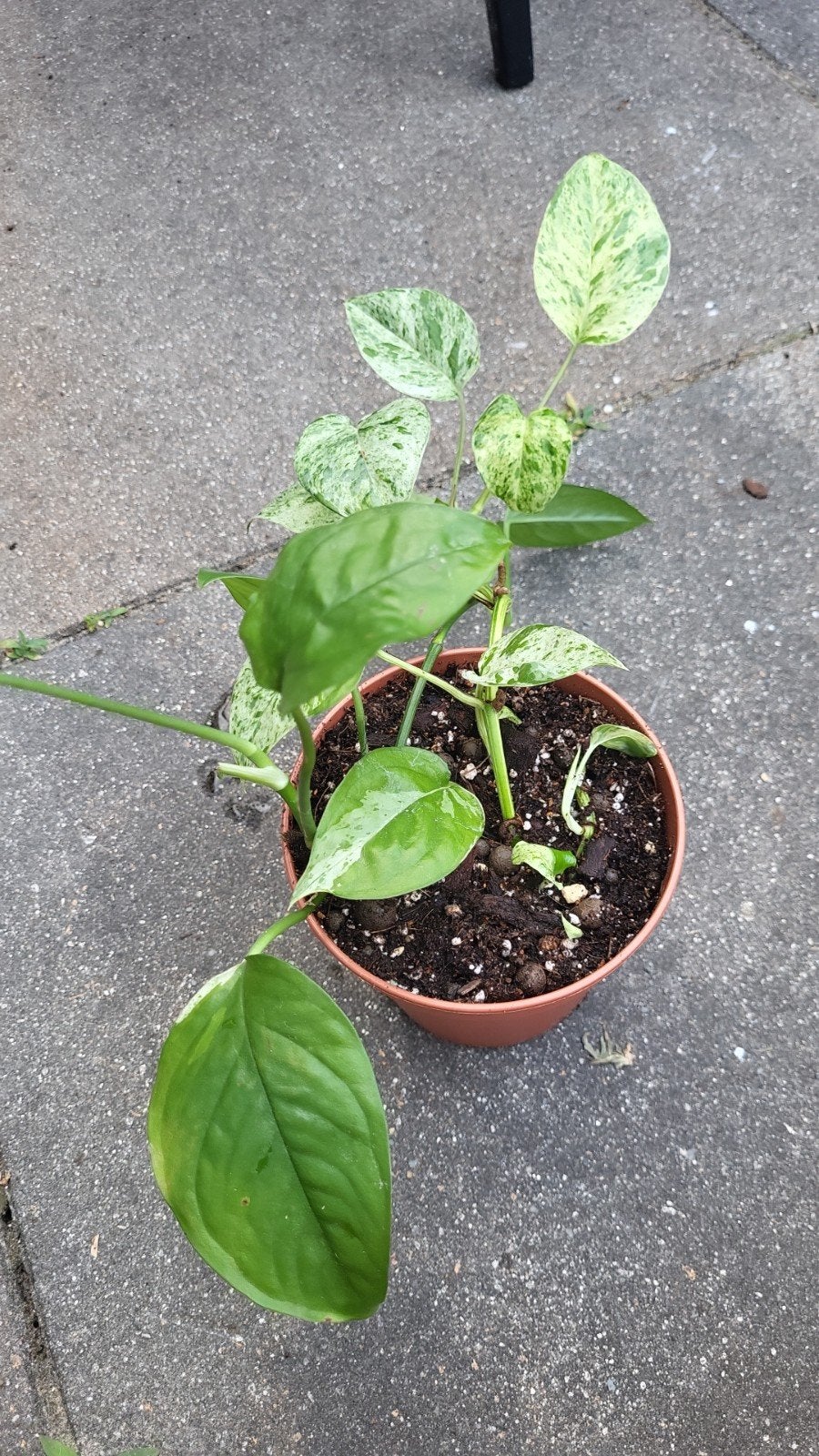 Epipremnum Pinnatum Marble Variegata, Overige soorten, In pot, Minder dan 100 cm, Groene kamerplant