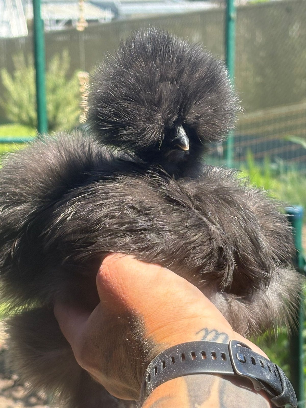 Zijdehoen usa hennen showgirls, Dieren en Toebehoren, Vrouwelijk, Kip