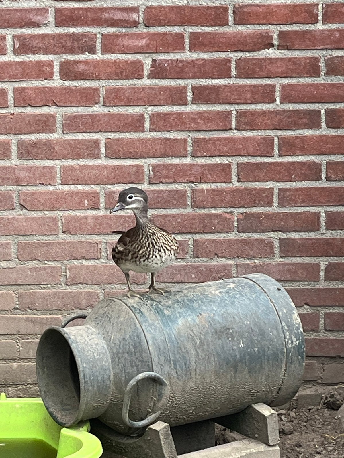 Jonge madarijn eenden, Dieren en Toebehoren, Meerdere dieren