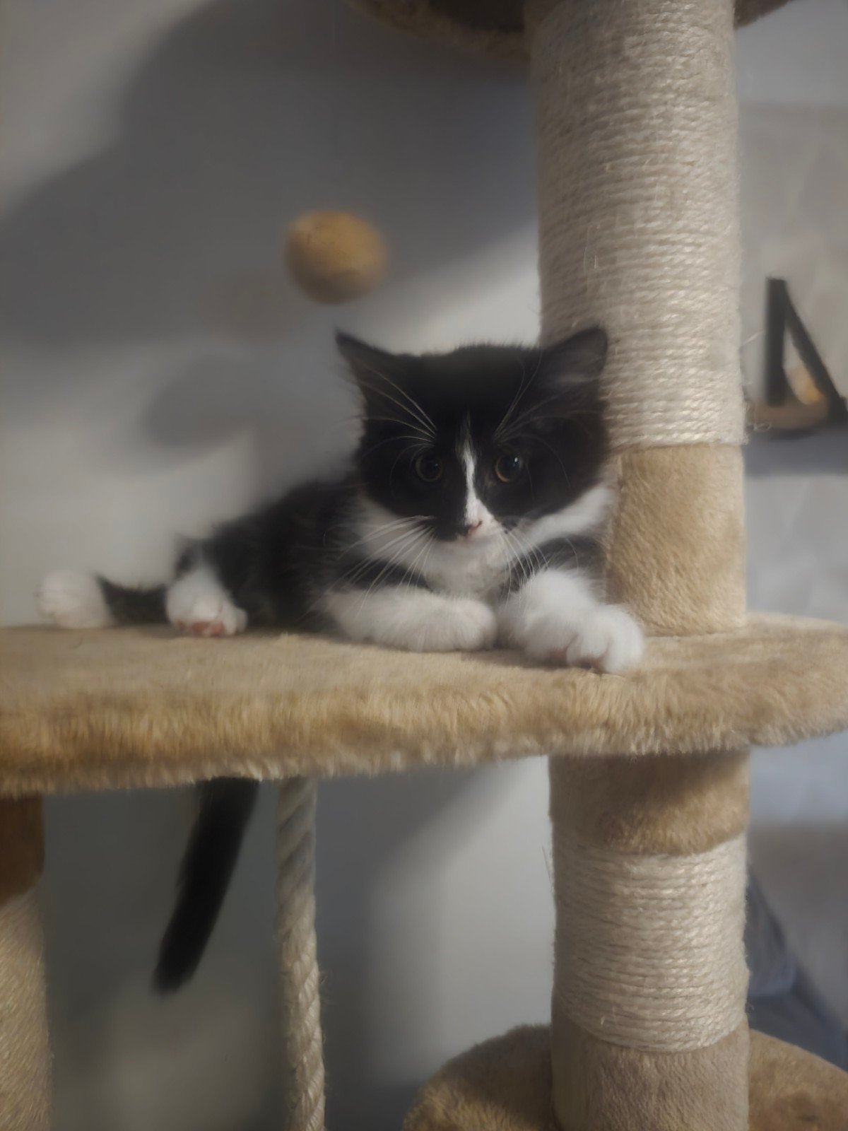 Ragdoll kittens 1 heer 2 dames, Dieren en Toebehoren, Katten en Kittens | Raskatten | Langhaar, Meerdere dieren