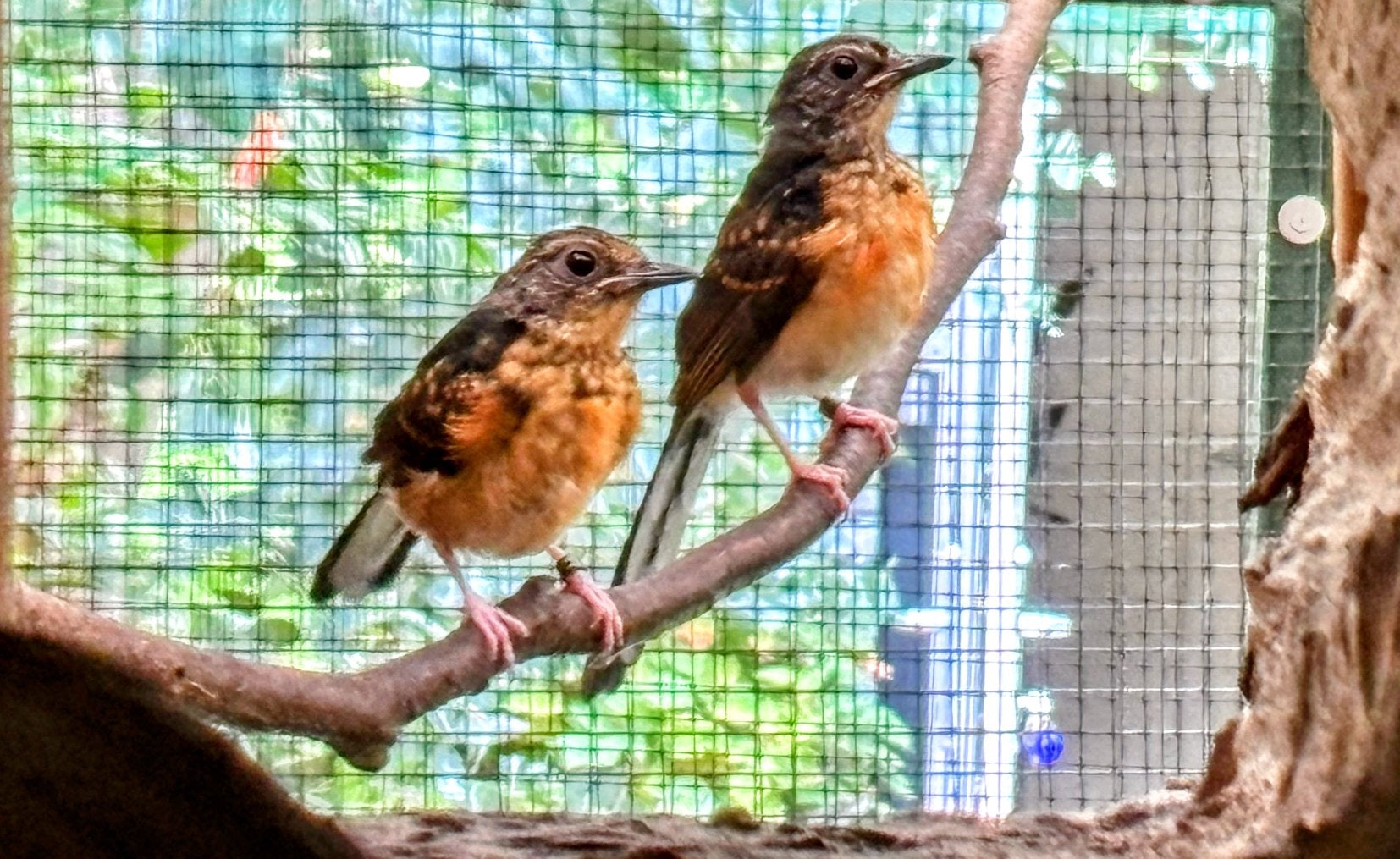 Shamalijsters te koop, Meerdere dieren