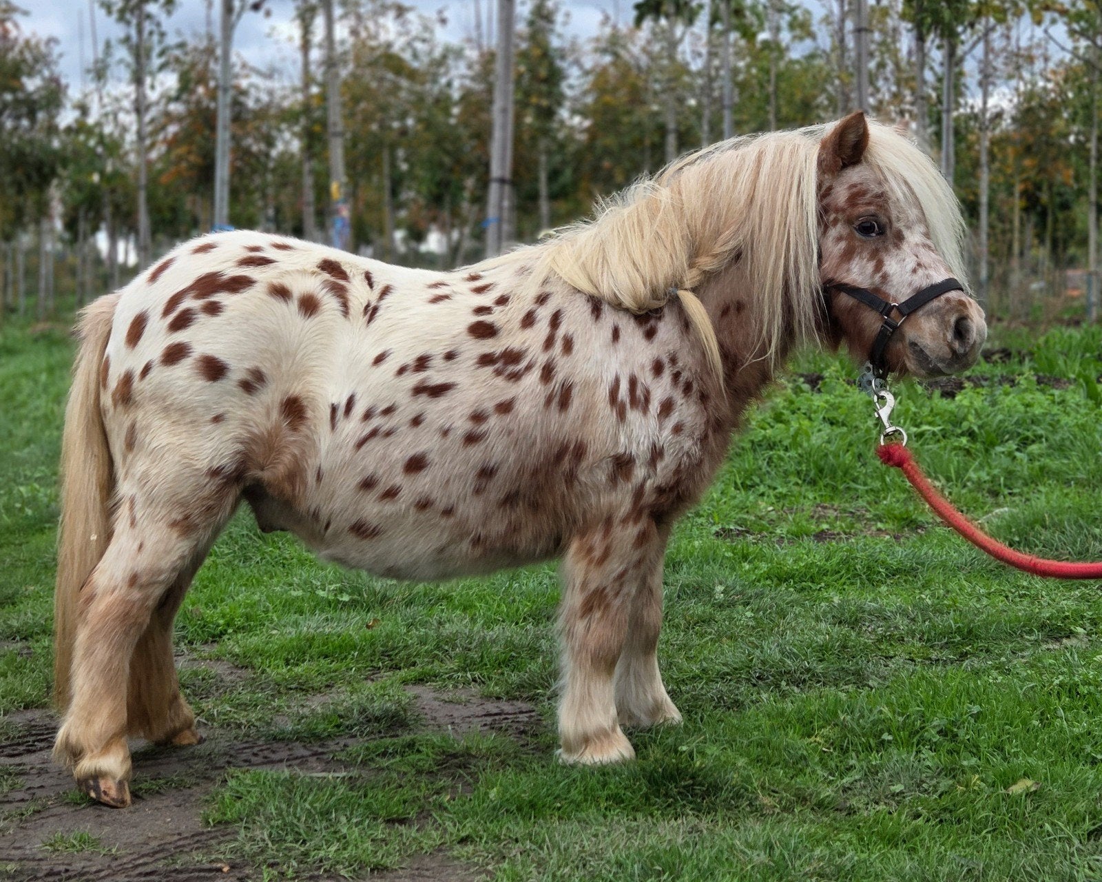 Nmprs / Nas mini paardjes veulens en appaloosa ruin, Dieren en Toebehoren, Meerdere dieren, Met stamboom, 0 tot 2 jaar