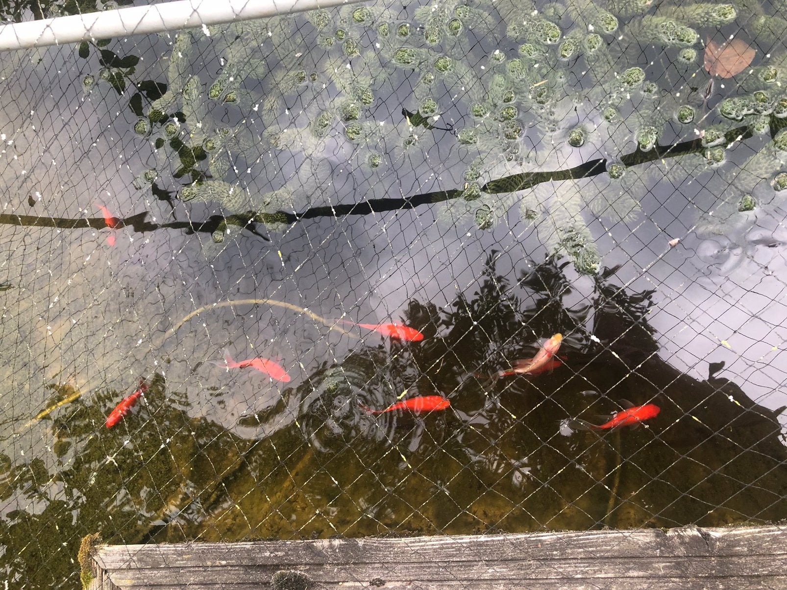 Goudvissen, Dieren en Toebehoren, Goudvis(sen)