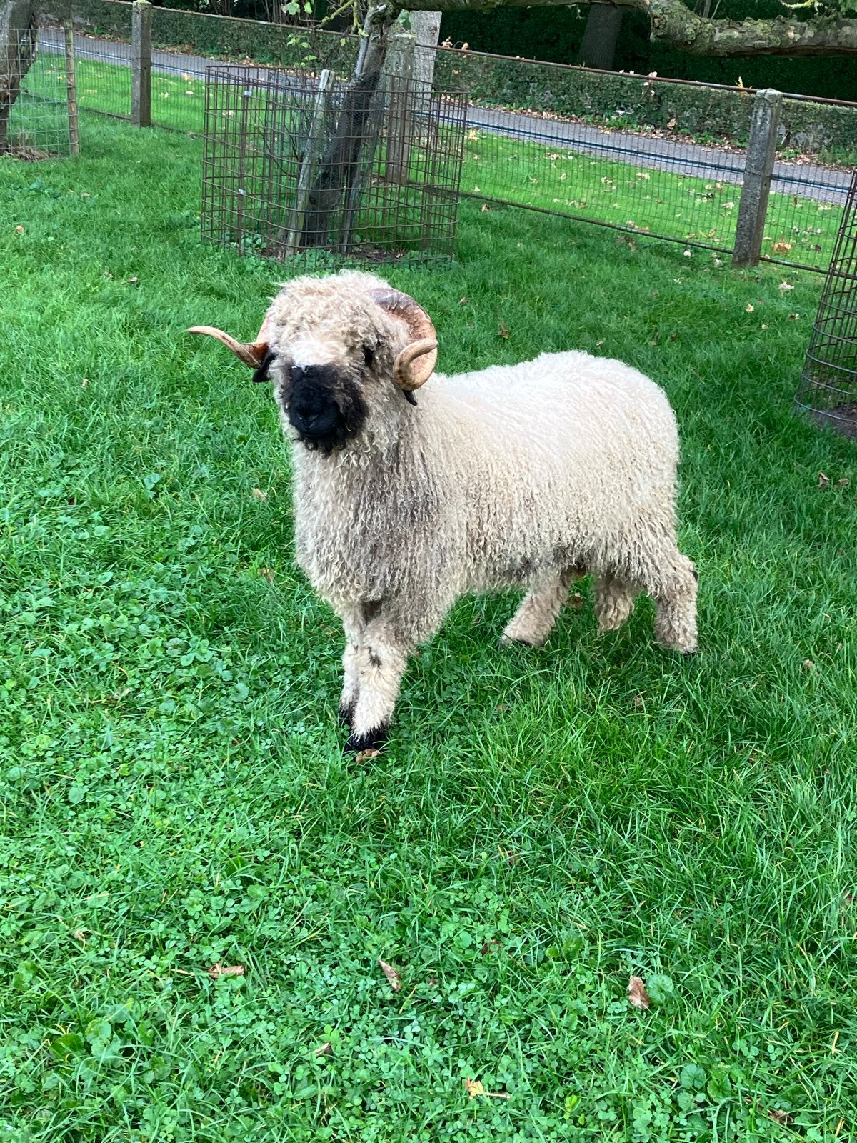Walliser schwarznase rammetje zwoegervrij, Schaap, 0 tot 2 jaar