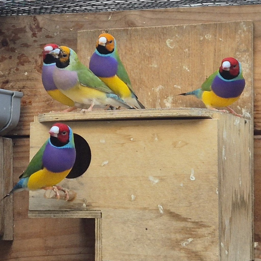 Gouldamadine, Dieren en Toebehoren, Ophalen, Nieuw, Overige typen