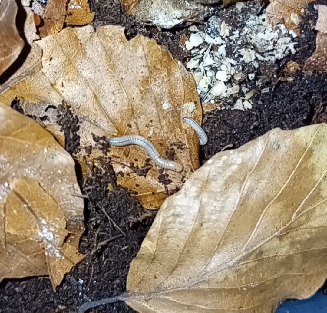 Spirostreptus sp 1 jonge miljoenpoten, Dieren en Toebehoren, Overige soorten