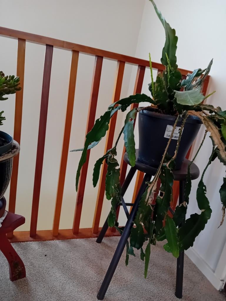 Vetplant Epiphyllum voor binnen en buiten, Ophalen of Verzenden