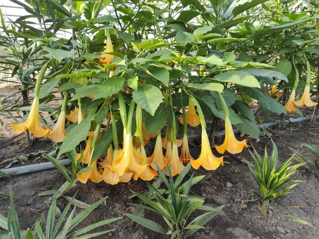 Brugmansia, Tuin en Terras, Ophalen of Verzenden, Minder dan 100 cm