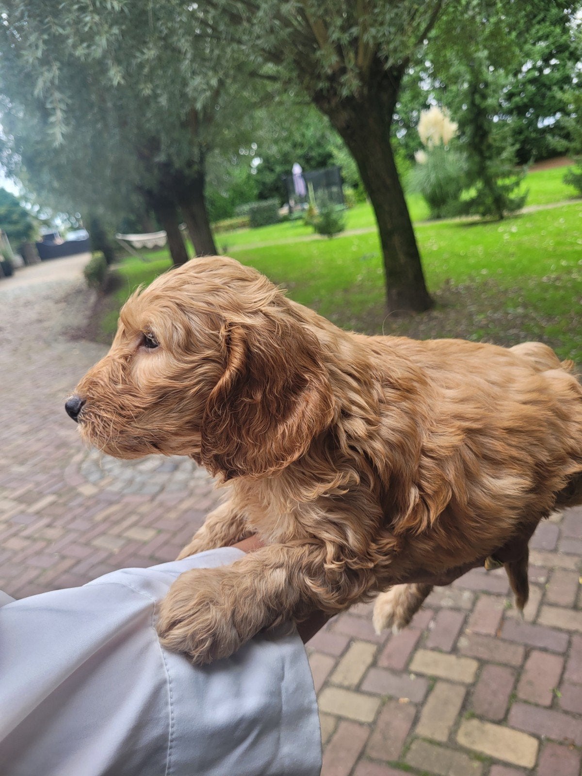 Cockapoo F1 pups 5,5 week REUTJES BEIDE OUDERS GETEST, Reu, 8 tot 15 weken, Meerdere, Nederland