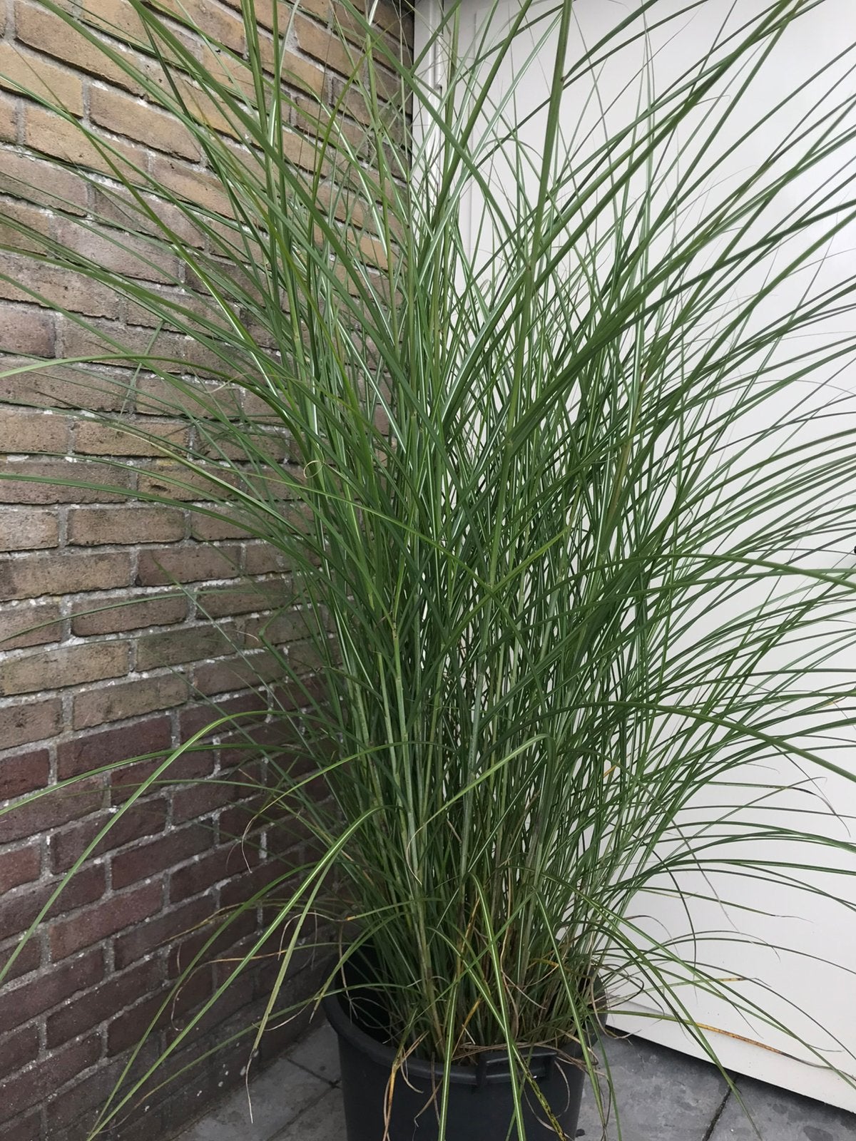Prachtig groot siergras miscanthus sinensis1.90 cm hoog., Ophalen, Siergrassen, Volle zon