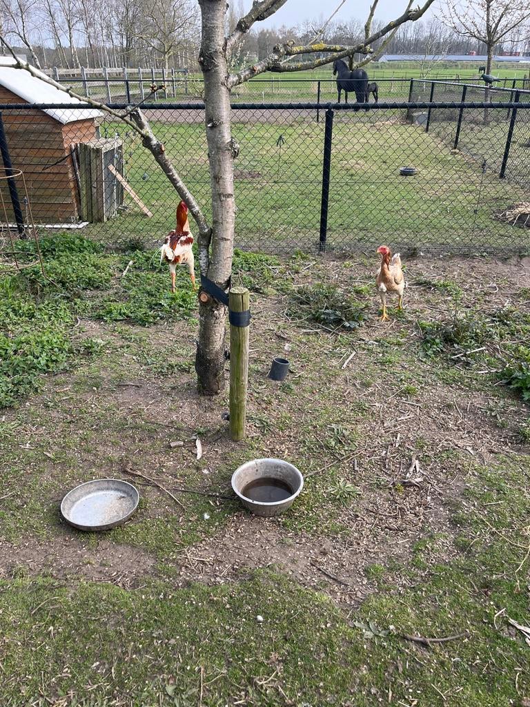 Broedeieren maleier kippen tarwekleur, Dieren en Toebehoren, Pluimvee, Geslacht onbekend, Kip