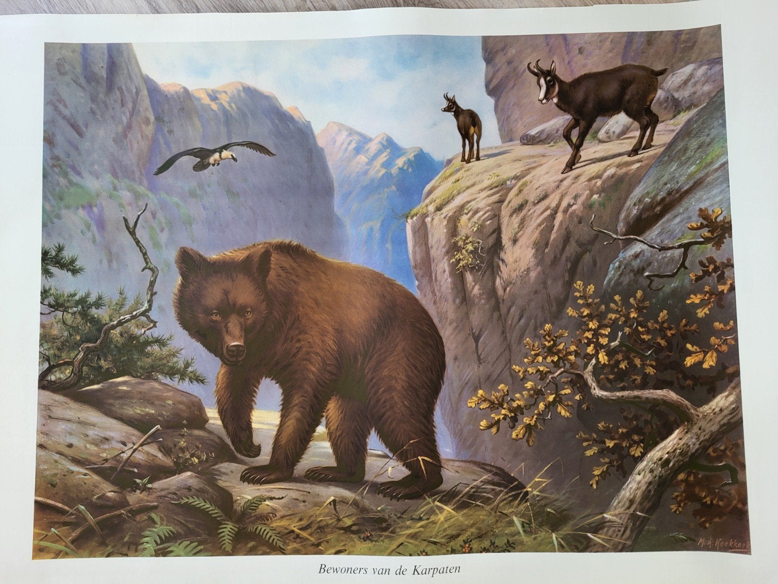 4 natuurposters schoolplaten natuur, Antiek en Kunst, Ophalen, Natuur en Biologie