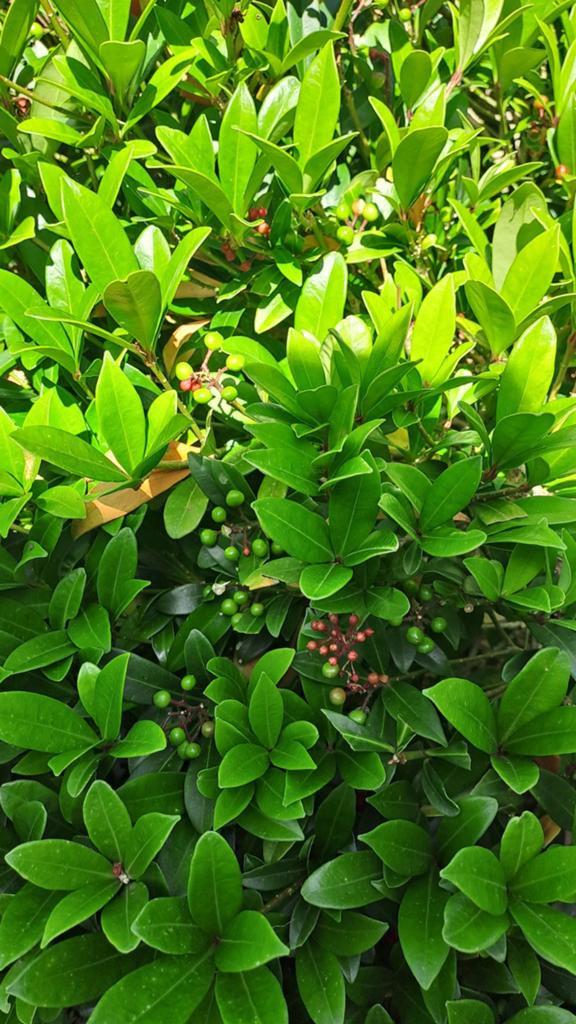 Skimmia japonica met bes, Ophalen, Minder dan 100 cm