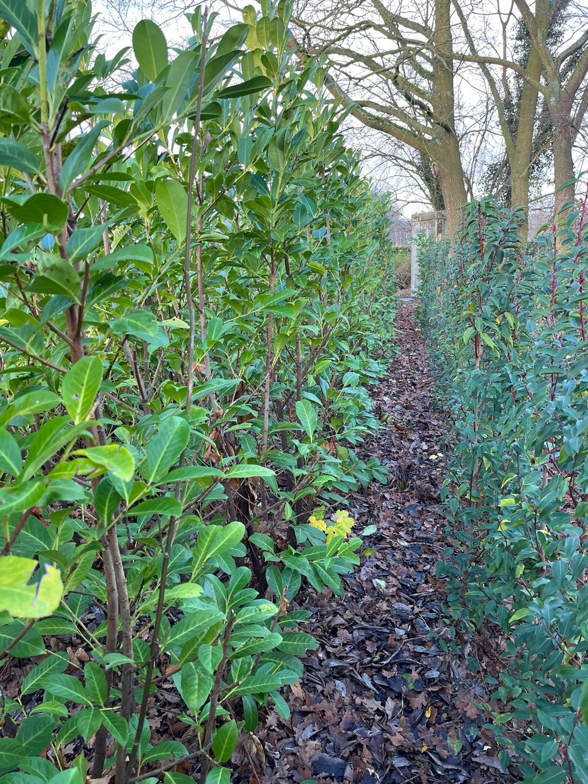 Laurier | Laurierkers | portugese laurier | rotundifolia, Tuin en Terras, Ophalen, Laurier, Haag, 100 tot 250 cm