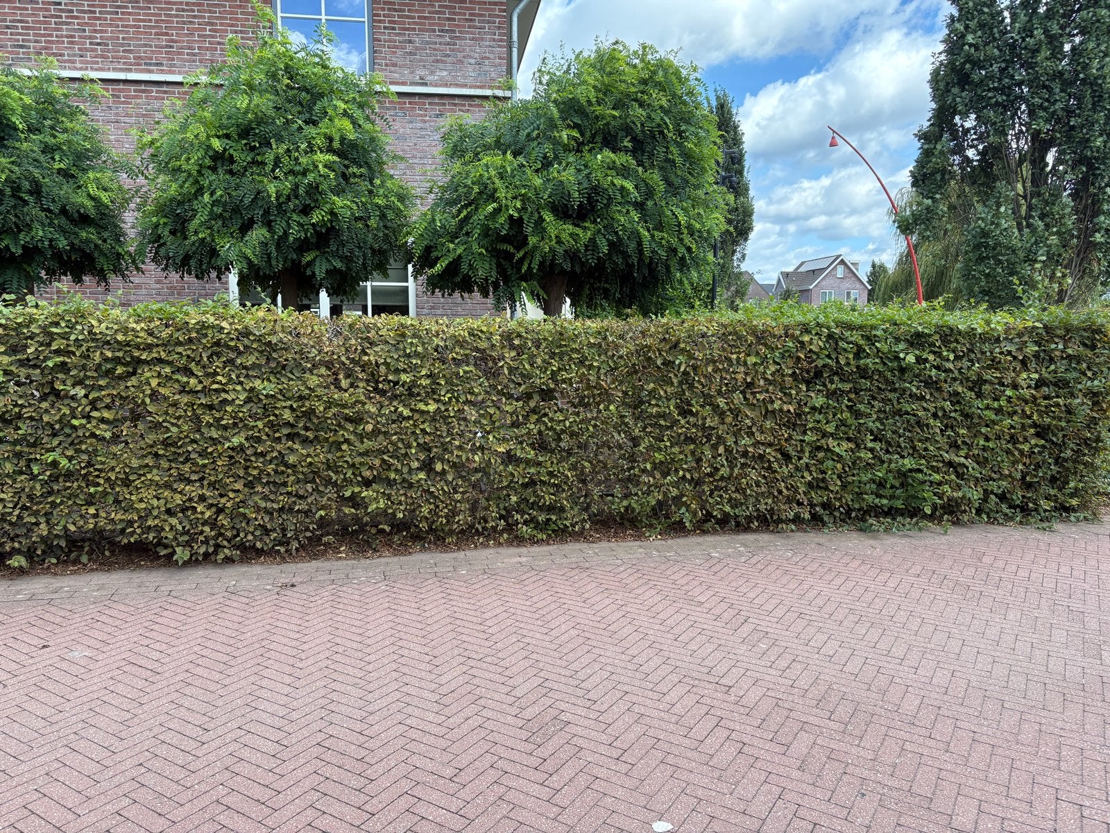 Beukenhaag - Hoog en Laag deel, Tuin en Terras, Planten | Struiken en Hagen, Ophalen, Beukenhaag, Haag, 100 tot 250 cm