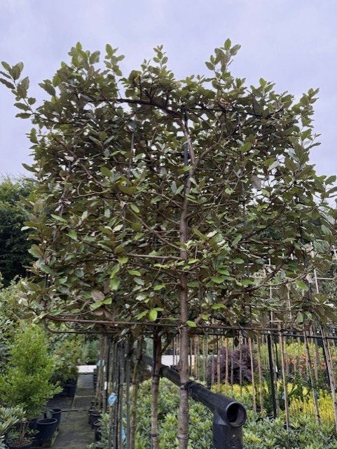 lei steeneik quercus ilex 340 cm hoog stam 190 cm 10-12 dik, Tuin en Terras, Ophalen, Bloeit niet, Halfschaduw, Overige soorten