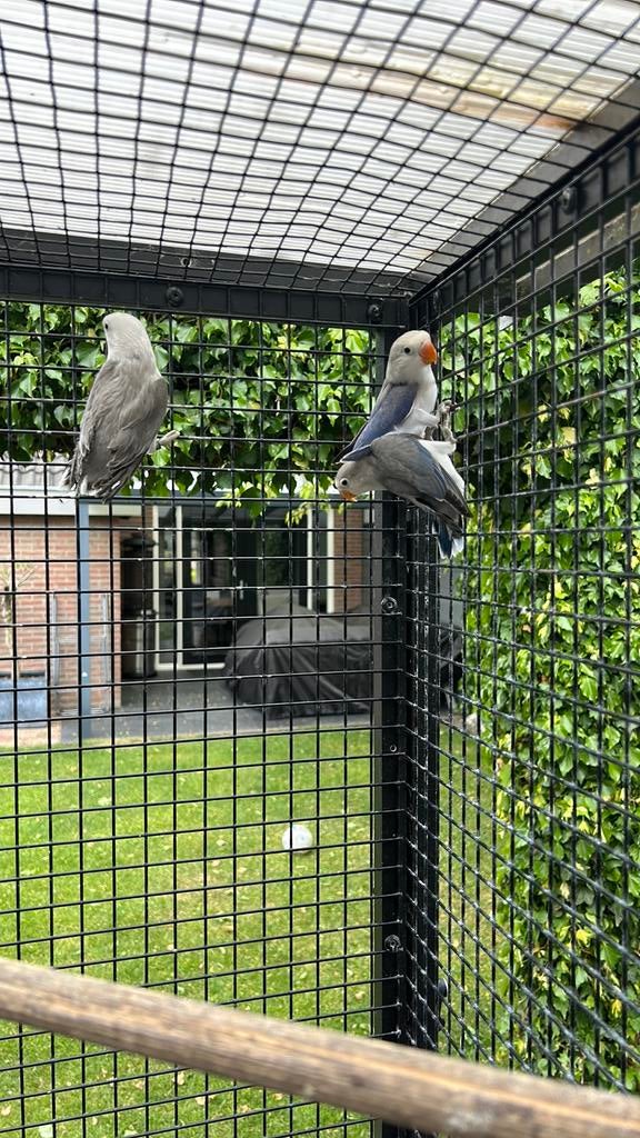 Agapornis Fischerie, Dieren en Toebehoren, Vogels | Parkieten en Papegaaien, Geslacht onbekend, Parkiet, Geringd