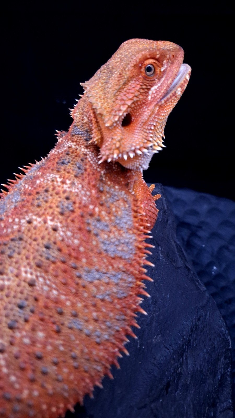 50% Red Monster Extreme Blue Tiger Baardagaam vrouwen, Dieren en Toebehoren, Hagedis, Tam, 0 tot 2 jaar