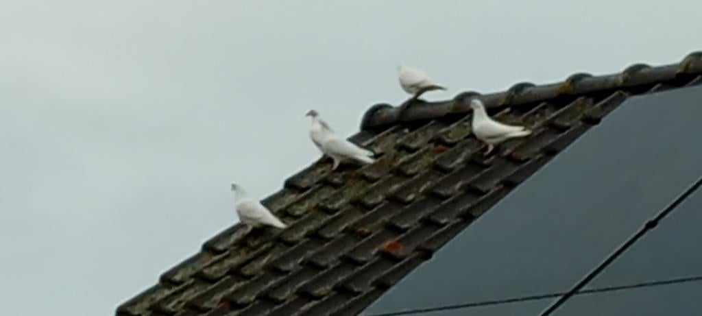 Witte postduiven, Dieren en Toebehoren, Meerdere dieren, Postduif
