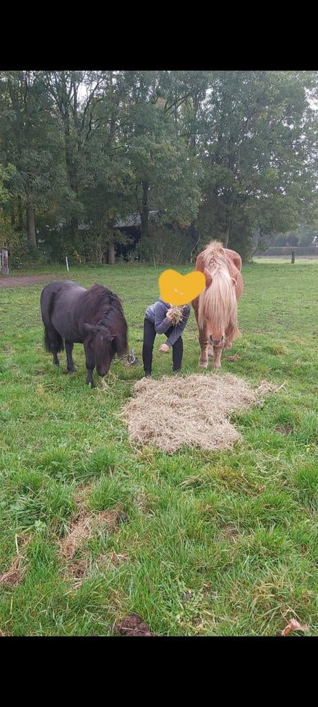 Ponybeleving 1 op 1, Ophalen
