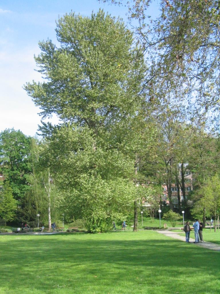 Balsem populier Populus trichocarpa, Tuin en Terras, Planten | Bomen, Overige soorten, 250 tot 400 cm, Volle zon, Zomer, Ophalen of Verzenden