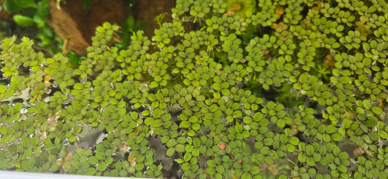 Salvinia minima GRATIS, Ophalen