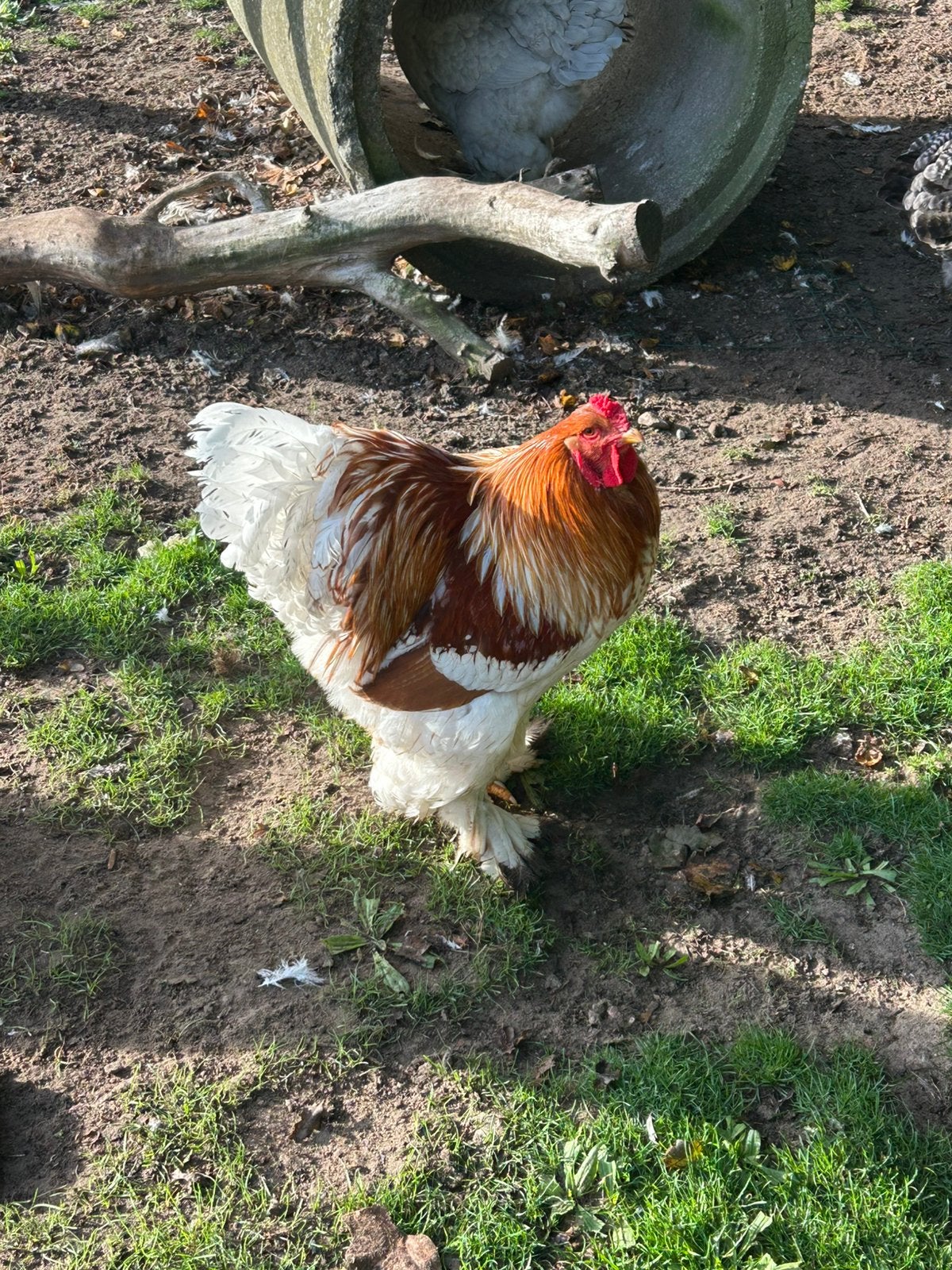 Brahma haan, Dieren en Toebehoren, Mannelijk, Kip