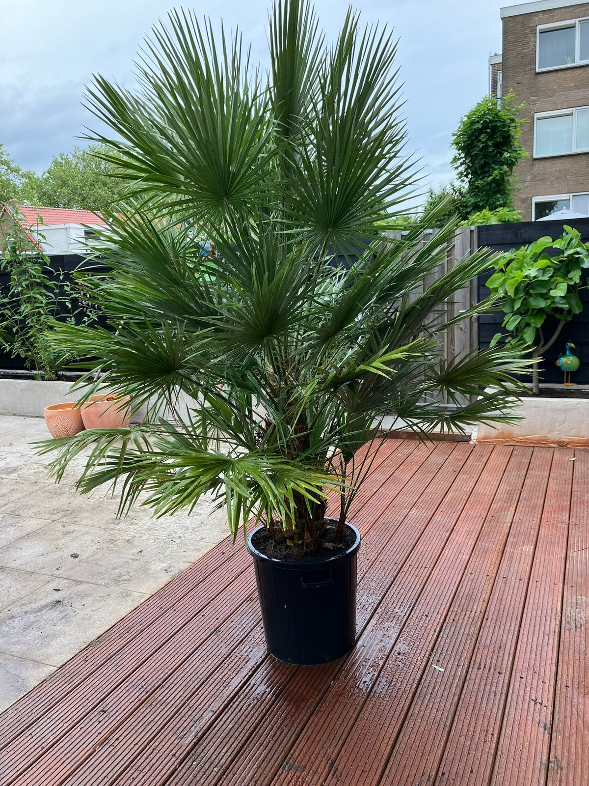 Grote  winterharde palmen, Tuin en Terras, 100 tot 250 cm, Zomer, Palmboom, Ophalen