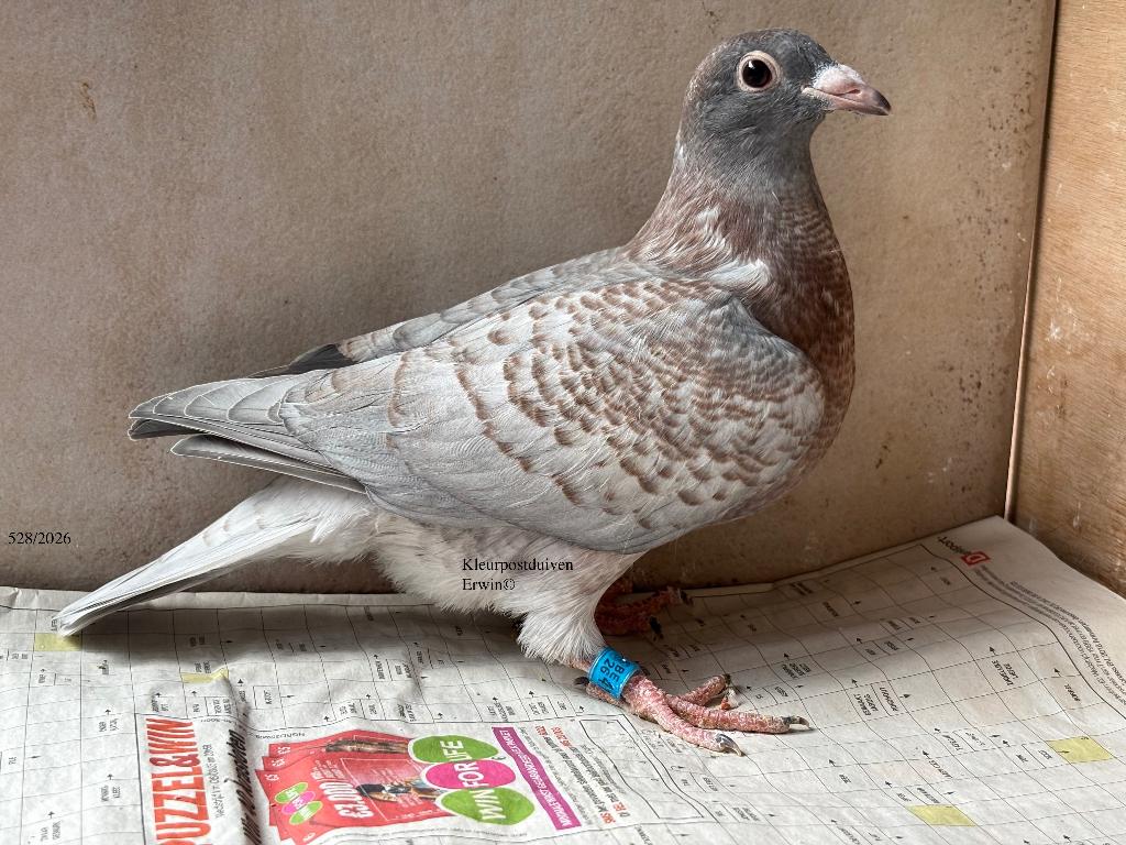 Kleurpostduif rubella spread duivin 2026, Dieren en Toebehoren, Vrouwelijk, Kropper