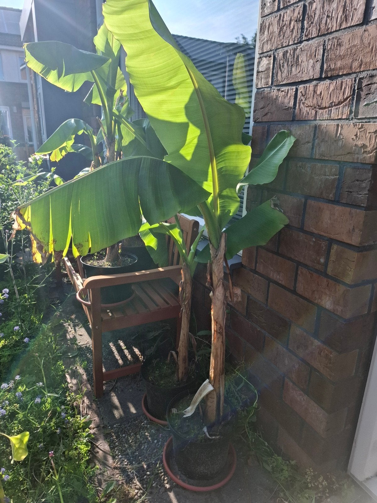 Bananenplant stekken Musa Basjoo., Overige soorten, Minder dan 100 cm, Zomer, Ophalen