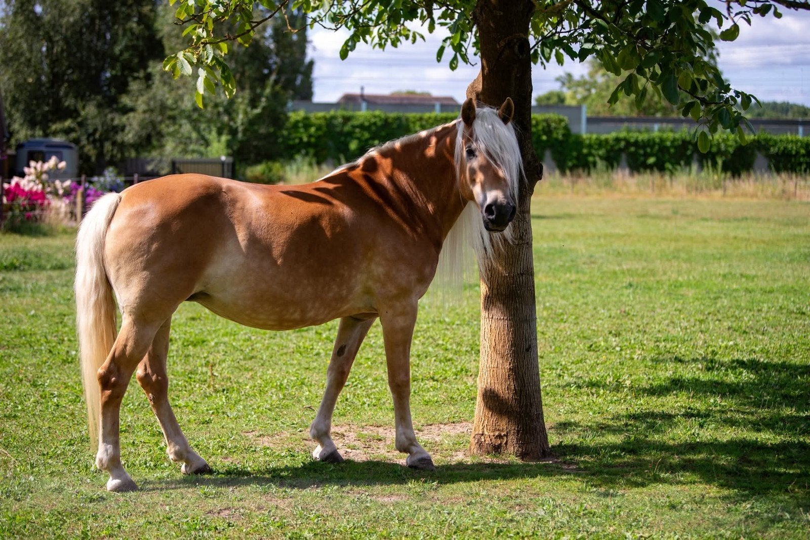 Te koop twee top Tiroler Haflinger merries, Dieren en Toebehoren, Paarden, Merrie, Recreatiepaard, Met stamboom