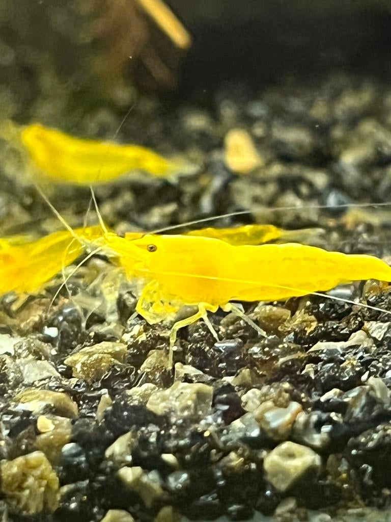 Gele neocaridina garnalen high grade, Dieren en Toebehoren, Vissen | Aquariumvissen, Kreeft, Krab of Garnaal
