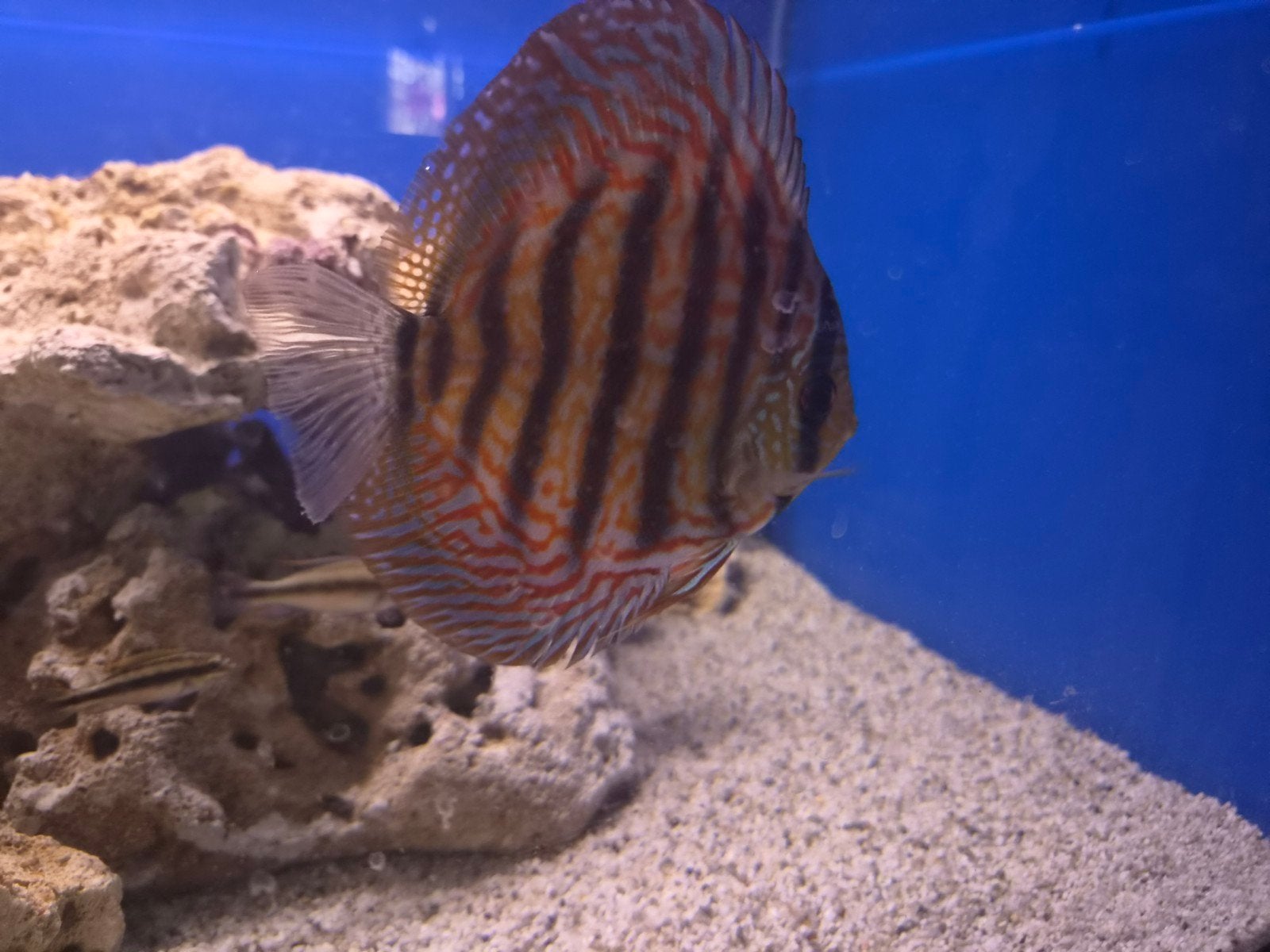 Discusvis, Dieren en Toebehoren, Vis, Zoutwatervis