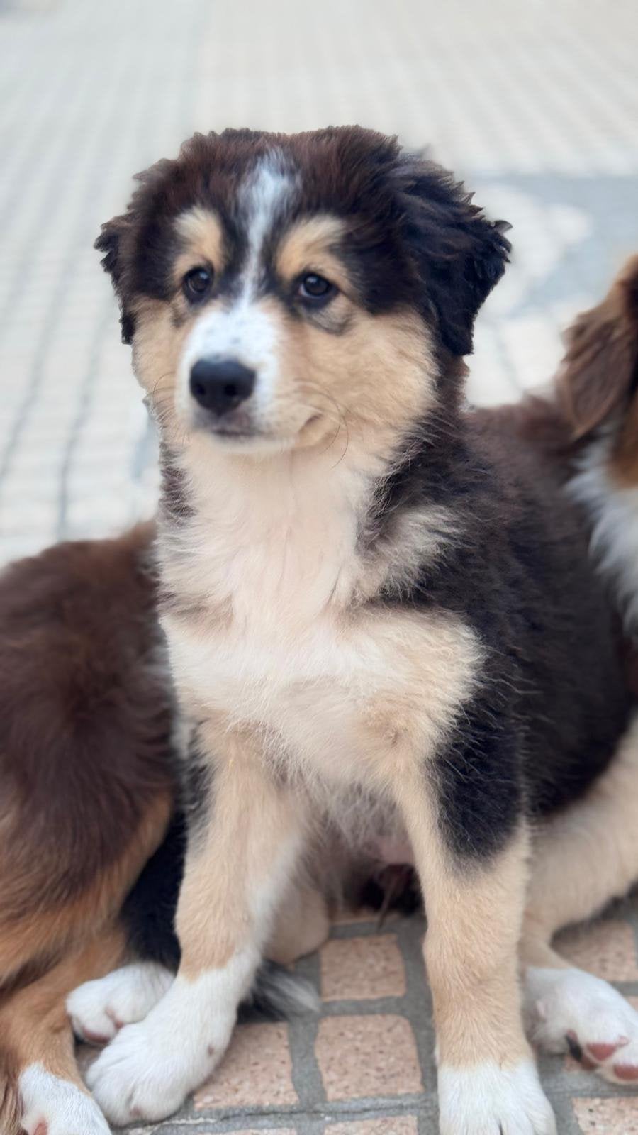 Australische Herder Black Tricolor, Dieren en Toebehoren, België, Particulier, 8 tot 15 weken, Meerdere