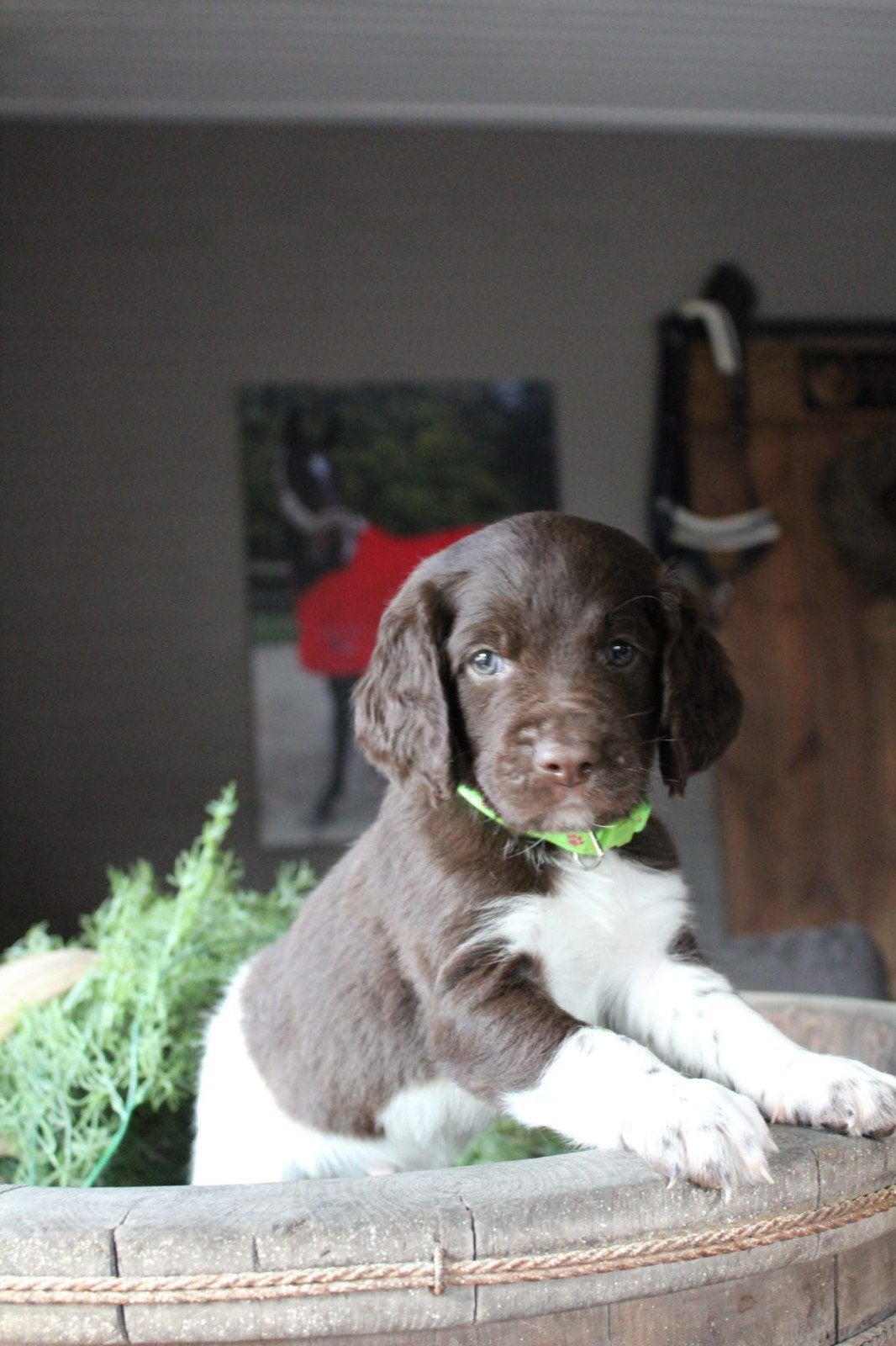 Heidewachtel, Kleine Münsterlander pups, nog 1 reutje, Overige rassen, 8 tot 15 weken, Meerdere, Meerdere dieren