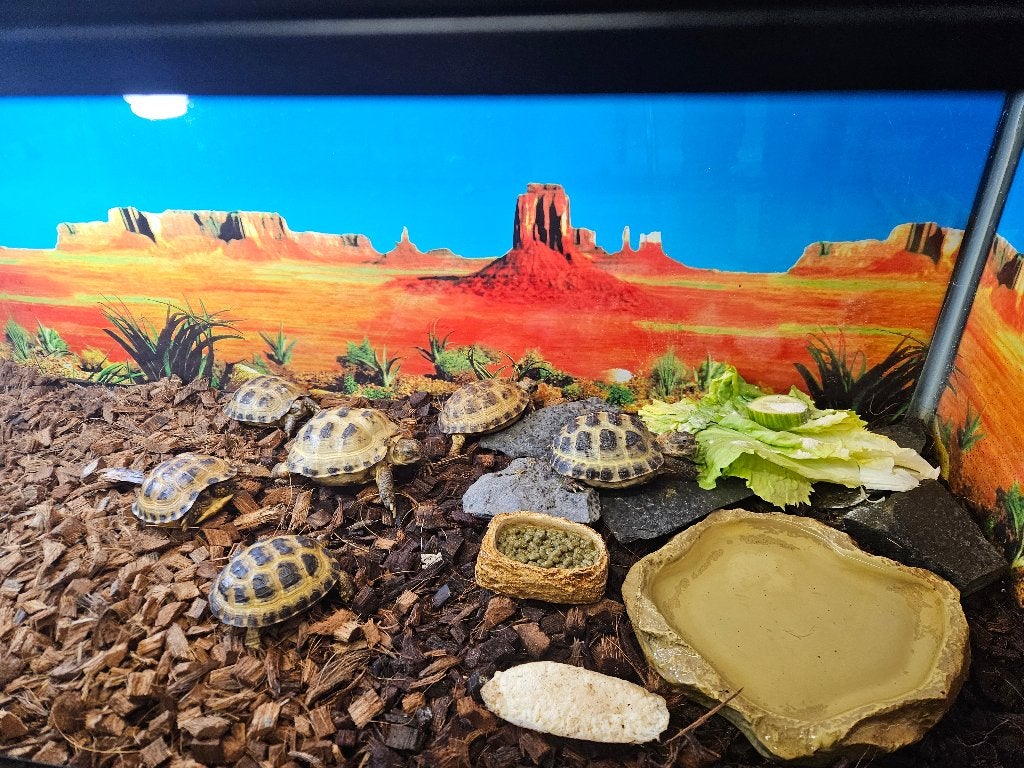 Testudo horsfieldii Russische vierteenlandschildpad, Dieren en Toebehoren, Schildpad, 0 tot 2 jaar