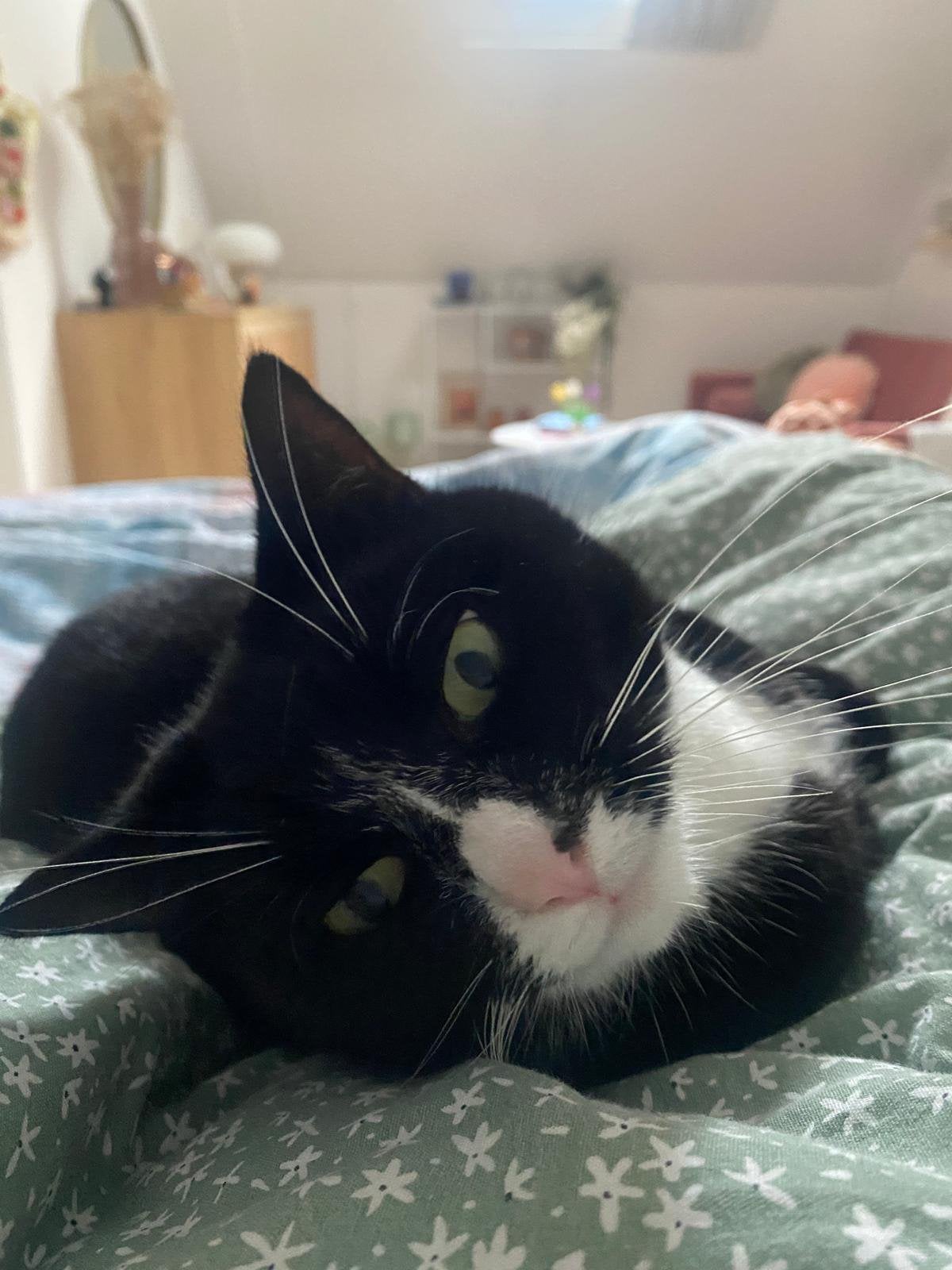 Europese korthaar, Dieren en Toebehoren, Katten en Kittens | Overige Katten, Poes