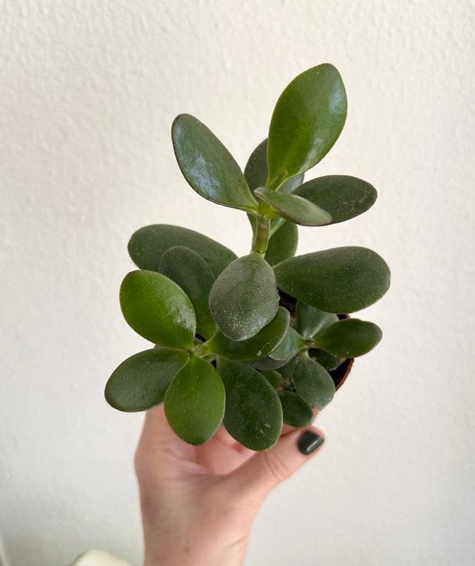 Leuke Crassula Ovata vetplant 16cm hoog Jadeplant Geldboom, Ophalen of Verzenden, In pot, Halfschaduw, Minder dan 100 cm