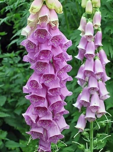 Vingerhoedskruid, Volle zon, Vaste plant, Zomer, Ophalen