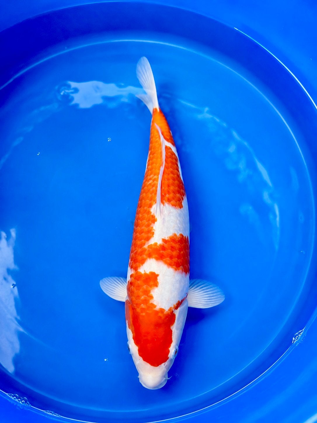 Japanse koi Conias Kohaku, Dieren en Toebehoren, Karper of Koi