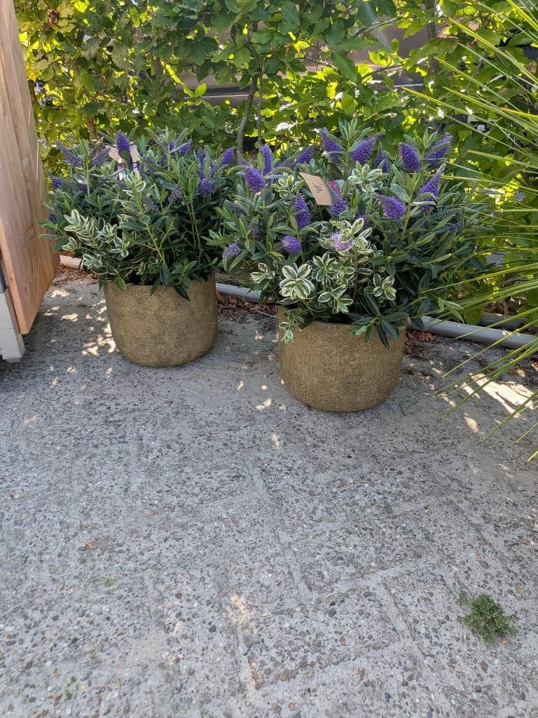 Veronica in sierpot – € 30,- per stuk, Volle zon, Vaste plant, Zomer, Ophalen