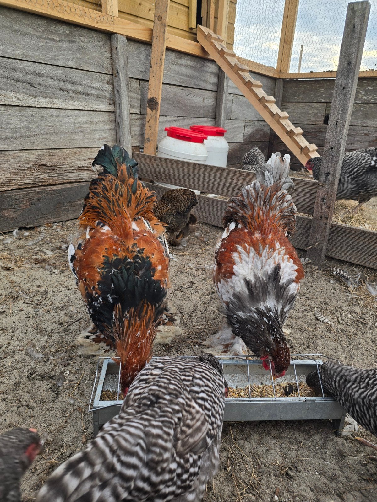 2 lieve mooie jonge Brahma hanen, Dieren en Toebehoren, Mannelijk, Kip